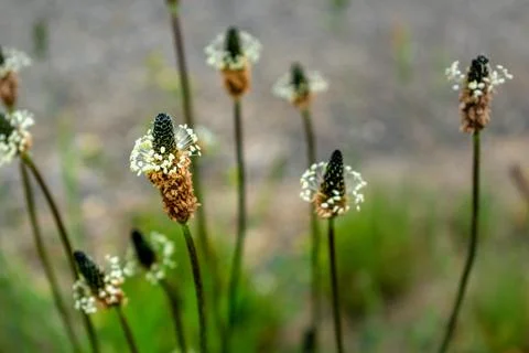Lanceolate plantain, useful plant in case of respiratory problems, allergie.. Stockfoto's