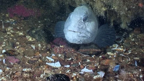 Lancet fish catfish on seabed underwater in ocean of White Sea. Stock Footage