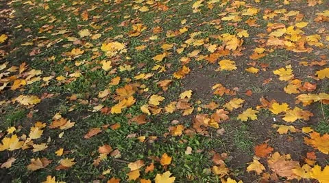 Land at autumn Video stock 11825057