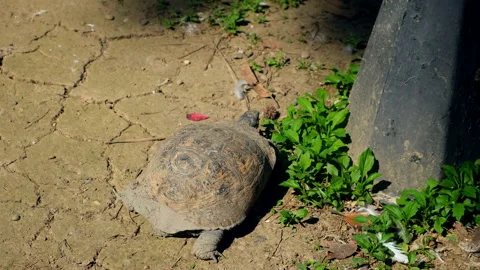 Land big turtle crawling on dry ground in zoo natural park finding food. Vídeo Stock 247123125