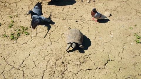 Land big turtle crawling on dry ground in zoo natural park on hot summer day. Stock Footage 255115592
