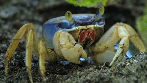 Land blue crab eats green leaf, extreme close up view. Costa Rica Vidéo 129794916