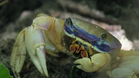 Land blue crab eats green leaf, extreme close up view. Costa Rica Vidéo 131957915