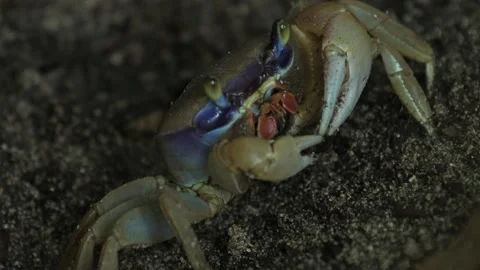 Land blue crab eats something from the ground. Extreme close up view. Costa Rica Vidéo 131957859