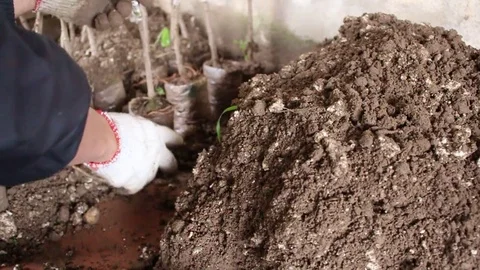 Land buried by hand Stock Footage 78169511