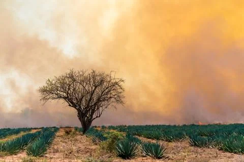 Land Clearing Fire 스톡 사진