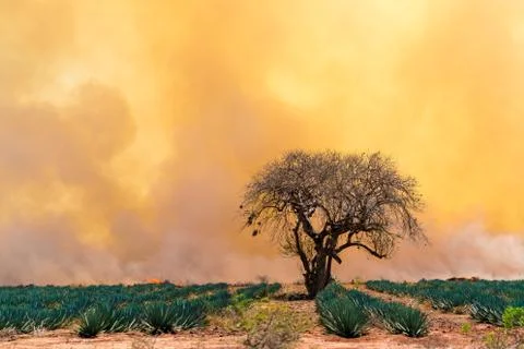 Land Clearing Fire Foto stock