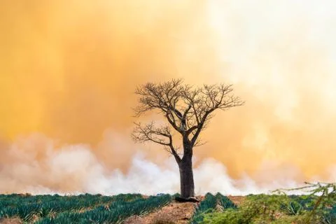 Land Clearing Fire 写真素材