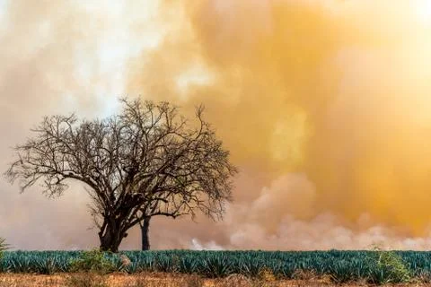 Land Clearing Fire Foto stock