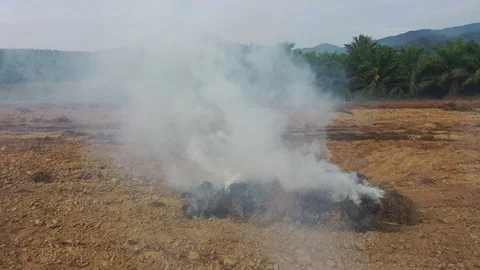 Land clearing Stock Footage 122579449