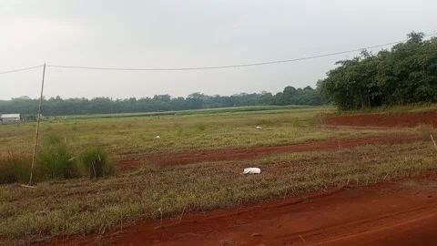 Land clearing Stock Footage 242014001