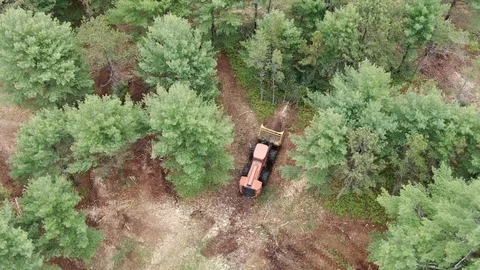 Land Clearing for Forest Fire Prevention, 4K Vídeos de archivo 116990128