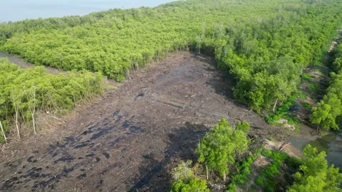 Land clearing in mangrove forest Stock Footage 253663851