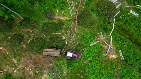 Land clearing of wood tree trunks from the field, top-down aerial view Stock Footage 279529629