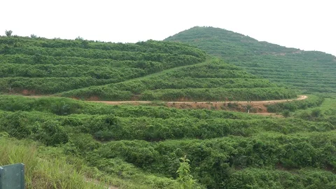Land conversion, Malaysia Stock-Footage 88546657