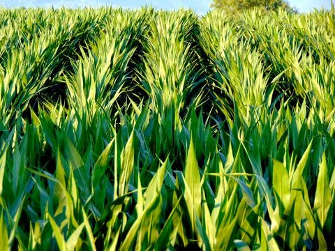 Land with corn in Maramures county Stock-Fotos