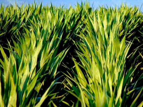 Land with corn in Maramures county Fotos Stock
