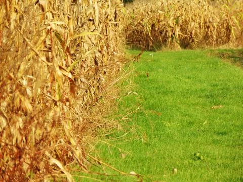 Land with corn in Maramures Stockfoto's