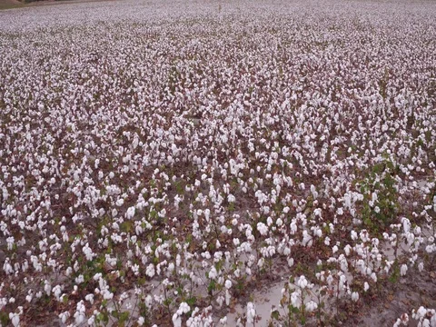 Land of Cotton Vídeo Stock 80790274
