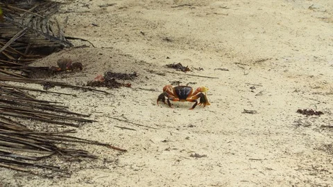 Land crab walking 動画素材 129404177