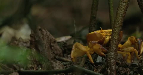 Land Crab walking through leaf litter in a tropical Sahyadri jungle, muddy 스톡 동영상 333648877
