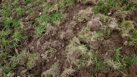 Land damage caused by wild boars on a cow pasture, Sus scrofa Stock Footage 123126384