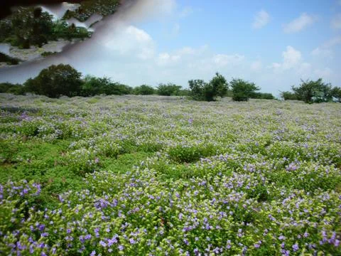 A land of flowers Photos