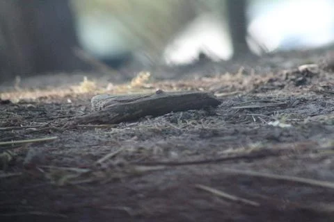 Land in the forest 库存照片