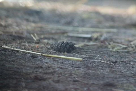 Land in the forest Stock Photos