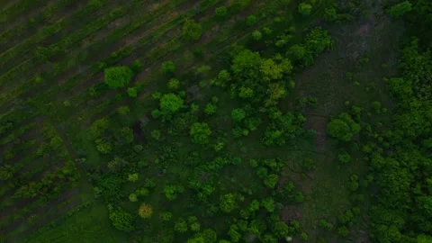 Land Forest Trees Above Flight 库存影片 337434169