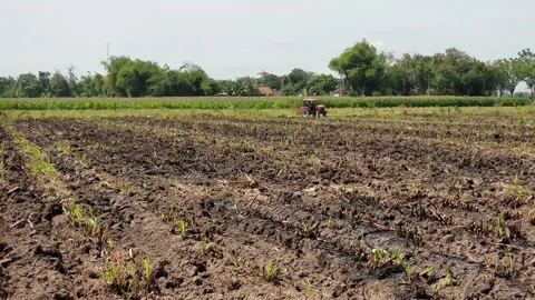 Land full of sugarcane ash Stock Footage 206377049