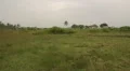 Land with grass and palms in a village in Sri Lanka HD Footage