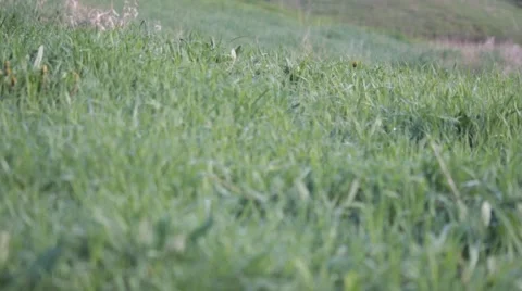 Land In Grass    Stock Footage 49842746