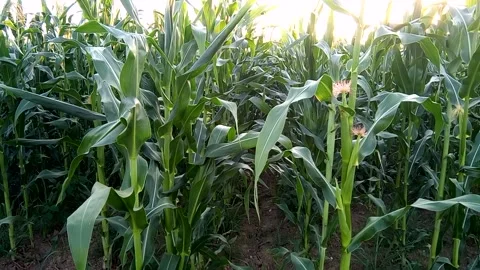 Land with green corn in Maramures Stock Footage 157388800