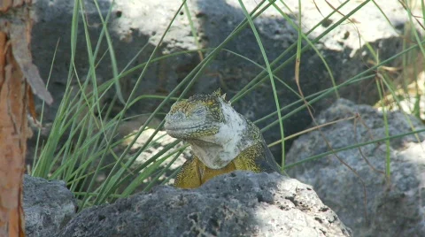 Land iguana eye open Stock Footage 769552