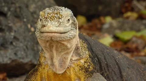 Land Iguana 動画素材 54233054