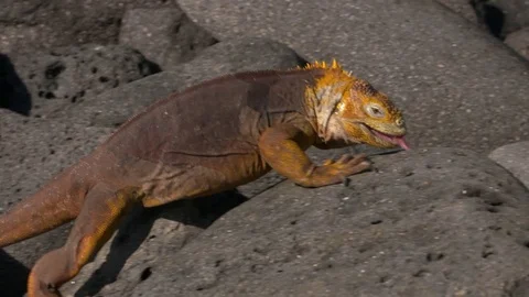 Land iguana Galapagos walking across rocks, camera pan right Stock Footage