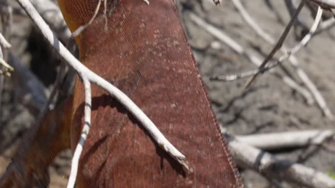 Land Iguana moving from the branches to the ground in the Galápagos Islands 動画素材 240933715
