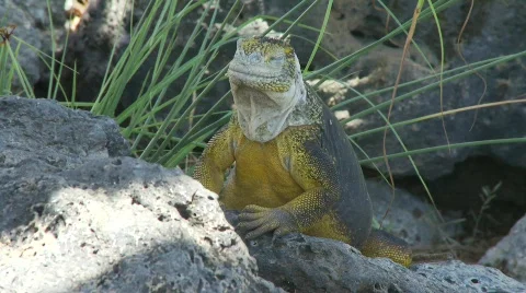 Land iguana side view Video stock 769560
