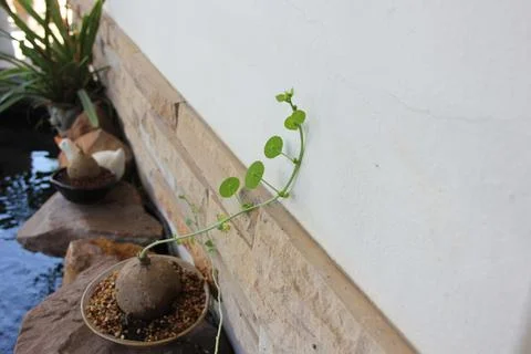 Land leaf Stock Photos