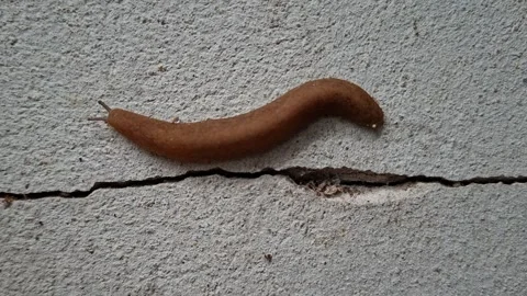 Land leech crawling on a concrete wall 스톡 동영상 343064664