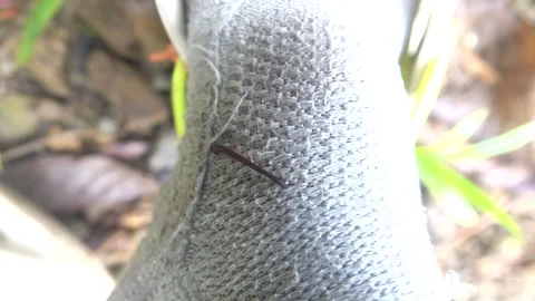 Land leeches are common in damp rainforests Stock Footage 316782533