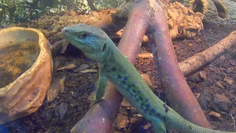 Land lizards Stock Footage 219483334