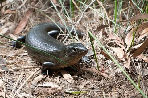 Land Mullet Lizard basking on a the side of a path Stock Photos