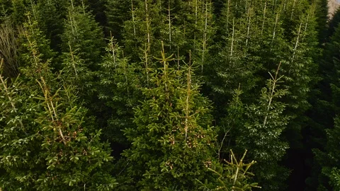 Land of pines Stock-Footage 107335595