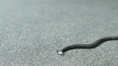 Land Planaria 스톡 동영상 77095086