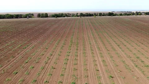 Land plot with plants, fruit trees returned to the steppe zone, aerial Stock Footage 149118406