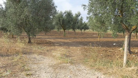 Land Salento 스톡 동영상 99536938