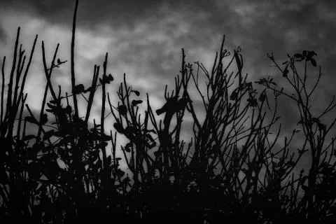 Land scape Stock Photos