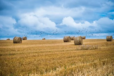 Land of sheaves Foto stock